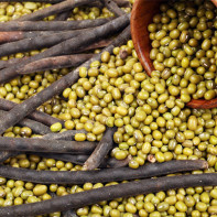 Photo of mung bean 5