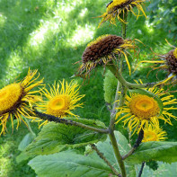 Fotografia elecampane 4