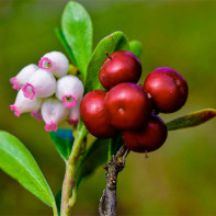 Fotografie de bearberry