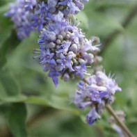 Fotografie de Vitex 3