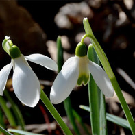 Photo of a snowdrop 4