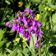 Photo of comfrey 4