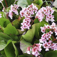 Φωτογραφία του Bergenia Bergenica 4