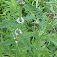 Zāļu cilantro foto 5