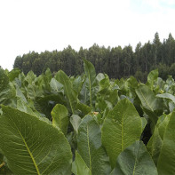 Photo of horseradish leaves 4