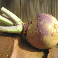 Photo du rutabaga 5