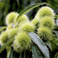 Photo of an edible chestnut 3