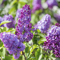 Photo of lilacs 5