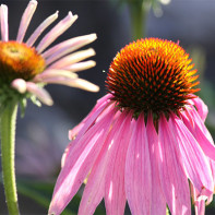 Φωτογραφία της Echinacea 5