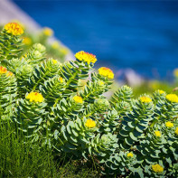 Fotografie de rhodiola