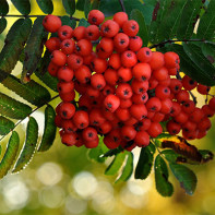 Fotografia Red Rowan 4