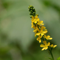 Presentation photo of burdock