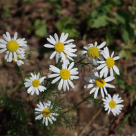 Photo of Chamomile 5