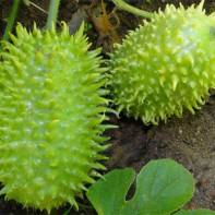 Photo of Angueria (Antilles cucumber) 2