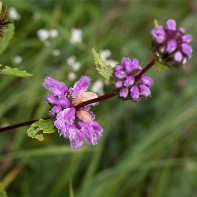 Photo of grass Zopnik 6