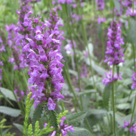 Photo of Medicinal Liquorice 5