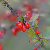 Barberry foto 4