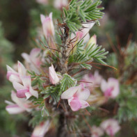 Photo of the gluttonous tree