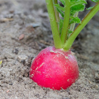 Photo of radish 3