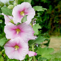 Photo of the hollyhock 5