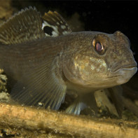 Goby pește fotografie