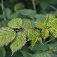 Photo of blackberry leaves 4