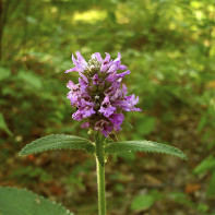 Photo of Medicinal Liquorice 3