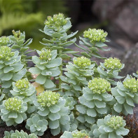 Photo of rhodiola 5