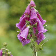 Photo of digitalis 3