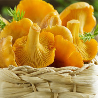 Fotografie de ciuperci chanterelles