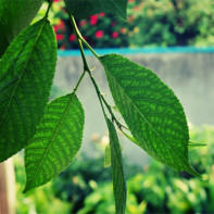 Cherry Leaf Photo 2