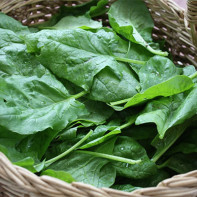 Spinach photo