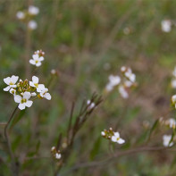 Photo of shepherd's purse 5