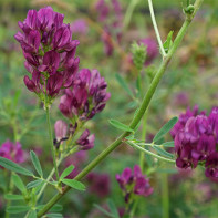 Photo of alfalfa 4