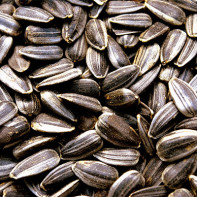 Photo of sunflower seeds 3