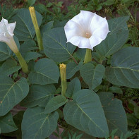 Datura 3 attēli