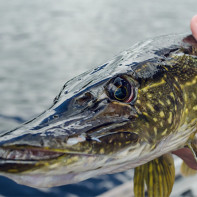 Photo of pike 2