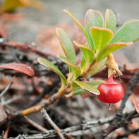 Fotografie de bearberry 3