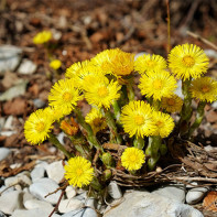 Photo of mother thistle and stepmother 3