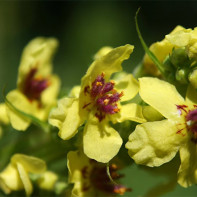 Fotografie de amphiphorn de plante 5