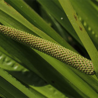 Photo of swamp calamus 2