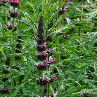 Nuotrauka motherwort