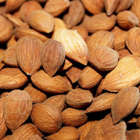 Photo of apricot kernels 6