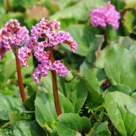 Fotografia Bergenia Bergenica 3