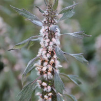 Foto motherwort 3