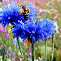 Cornflower photo 4