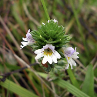 Eyebright 2 foto