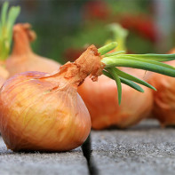 Photos of onions 2