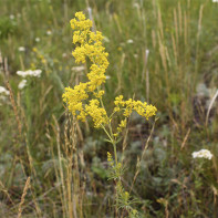 Photo of cinquefoil 2