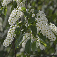 Photo of bird cherry tree 4